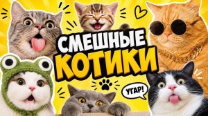 Кошачий антистресс: Лучшие приколы с котами