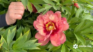 Magical Mystery Tour peony. Мэджикал Мистери Тур пион. Пулков сад (2026 г.)