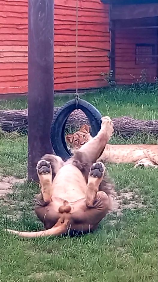 Лев ШЕРХАН. Киара, учись! #шерхан_тайган #шерхан #лев  #киара  #shortvideo