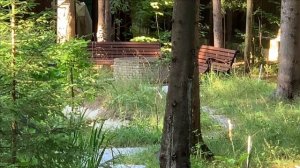 Содержание черных белок в вольере.Белки-огородники.