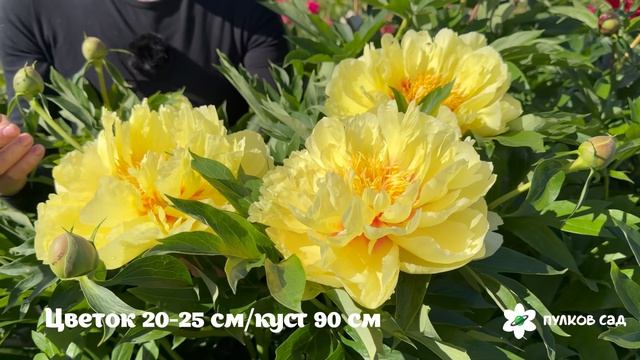 Bartzella Peony. Барцелла пион. Пулков сад (2026 г.)
