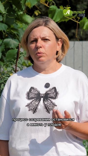 Дозревание помидоров: как хранить зеленые плоды?