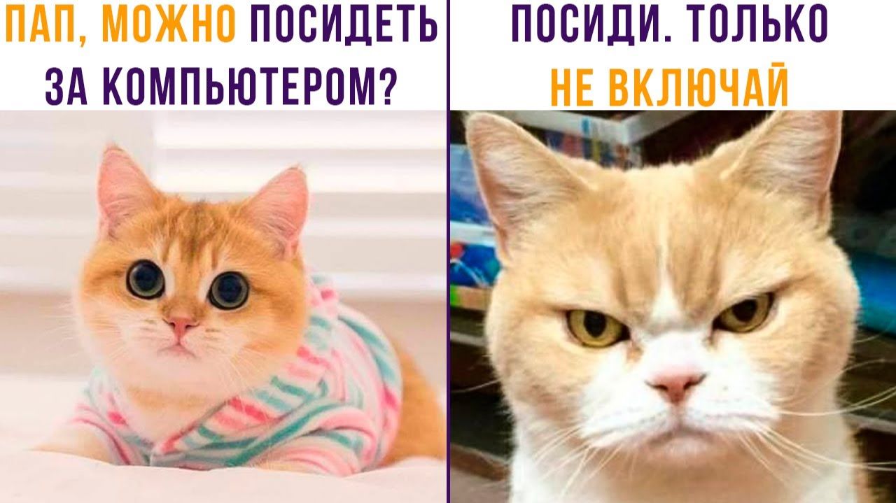 Батя переиграл и уничтожил)) Приколы с котами