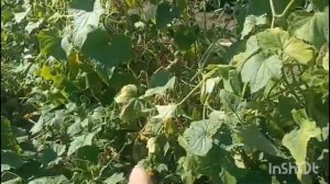 Влоги за 9 августа огородные дела и 8 Августа Алтайский край