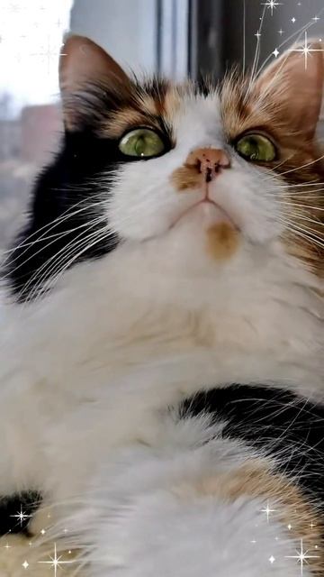 Хвостик просит конфетку: «Хотя бы одну, мне так грустно…» 💖🐾🍬
