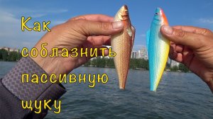 Рыбалка со СПОРТСМЕНОМ + новый рецепт ЩУКИ.