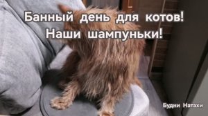 Банный день у котов! Не хочу купаться😂