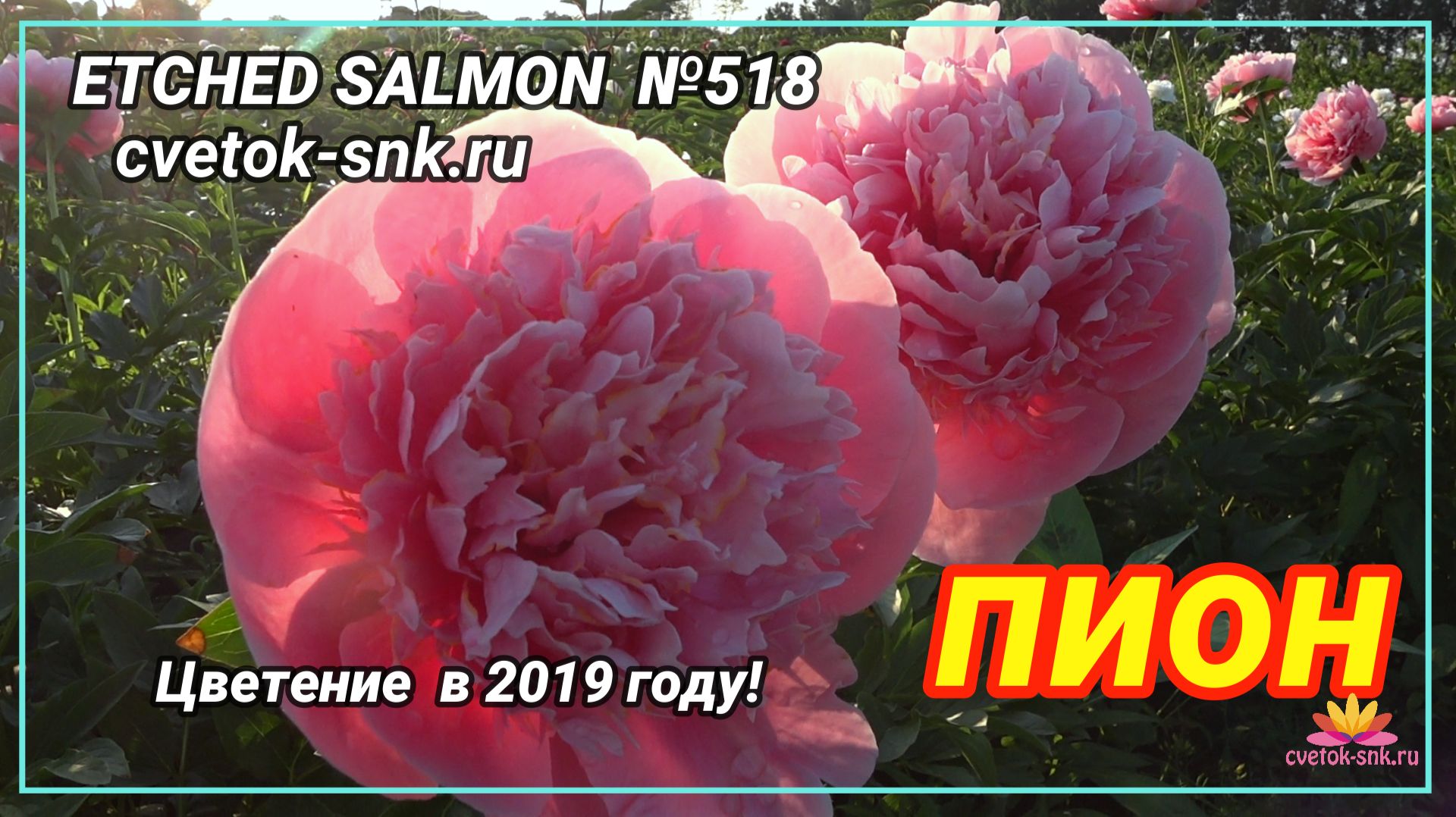 ПИОН 