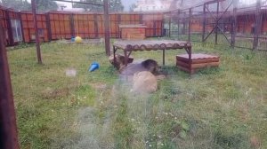 VQJZ4861_11.08.2026-Видео от Ивана