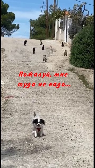 Юмор 5 звезд - #юмор #смешно #ржач #прикол #анекдот #веселоевидео
