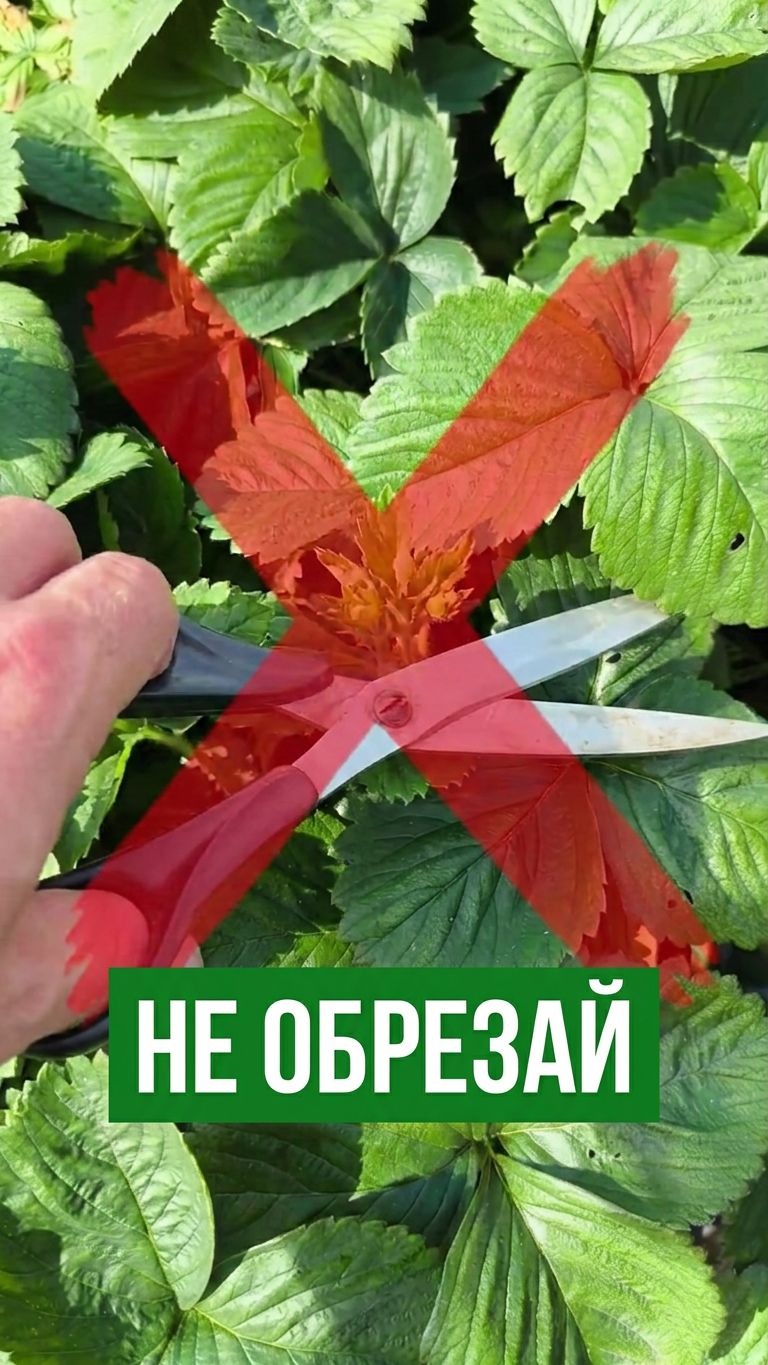 ❌ НЕ ОБРЕЗАЙ КЛУБНИКУ! 🤯 Пока не посмотришь это видео!