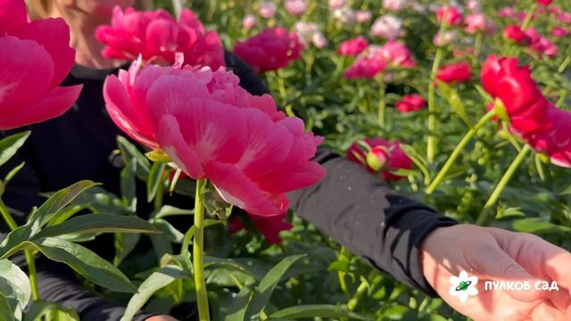 Ellen Cowley Peony. Эллен Коули пион. Пулков сад (2026г.)