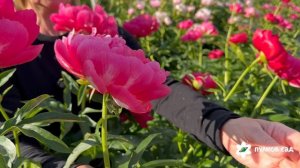Ellen Cowley peony. Эллен Коули пион. Пулков сад (2026г.)