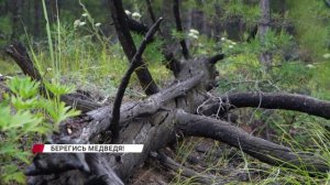Что делать, если встретил медведя?