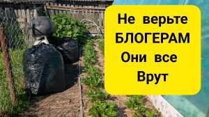 По возрасту он не догоняет.Кладоспориоз и фитофтора .Правду они не знают,а я ее показываю.Тверская