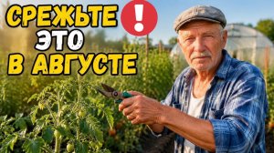 Вот ПОЧЕМУ помидоры стоят зелёными: ошибку делают в начале Августа