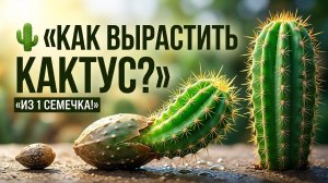 Как растет кактус.