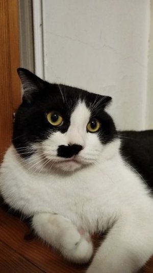 Коттайсан, прикольные кошки, видосики от кота,