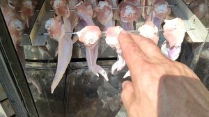 Куриные крылышки горячего копчения