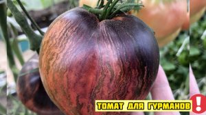 Я ОБАЛДЕЛА КОГДА ЕГО РАЗРЕЗАЛА. МЯТЕЖНЫЙ ЗВЕЗДНЫЙ ИСТРЕБИТЕЛЬ - ТОМАТ ДЛЯ ГУРМАНОВ