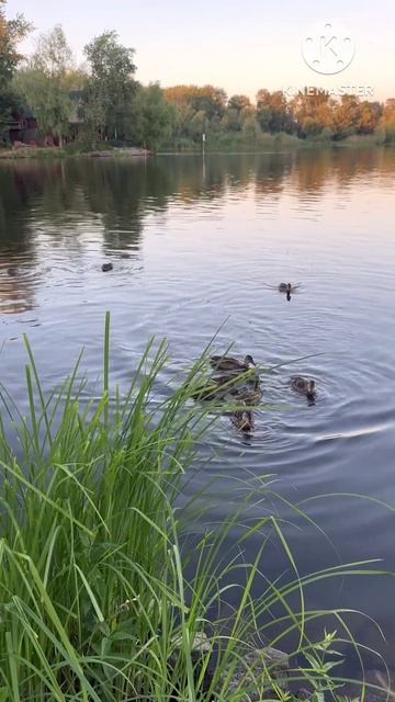 Утята решили подплыть за хлебом и им это удалось сделать 🦆
