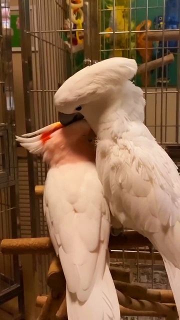Белохохлый какаду (Cacatua Alba) и какаду Инка (Cacatua Leadbeateri)
