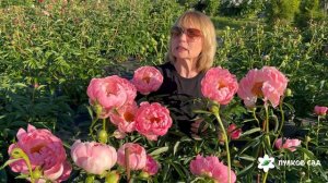 Coral Supreme peony. Корал Суприм пион. Пулков сад (2025 г.)