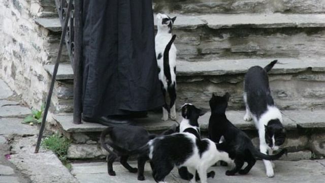 2012 1393 Коты Афона 3мин. 4к 1393