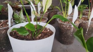 Макраме подвесы для цветов