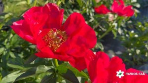 Echt Klasse peony. Эхт Класс пион. Пулков сад (2026 г.)