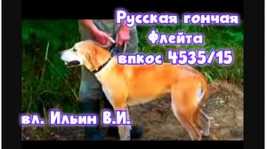Русская гончая Флейта впкос 4535/15 вл. Ильин В.И.#охотасгончей#собака #животные #топ #hunting