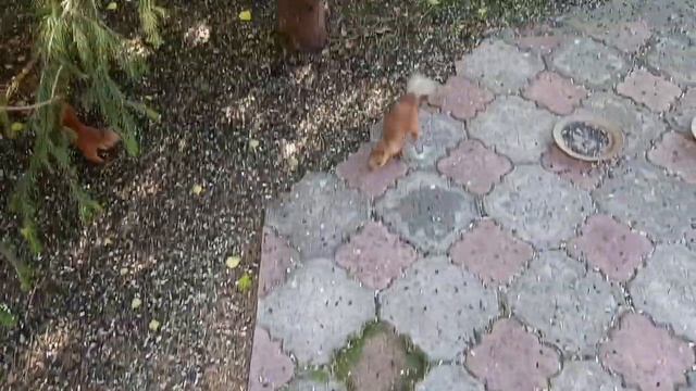 разнохвостые белки