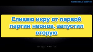 Сливаю икру от первой партии неонов, запустил вторую