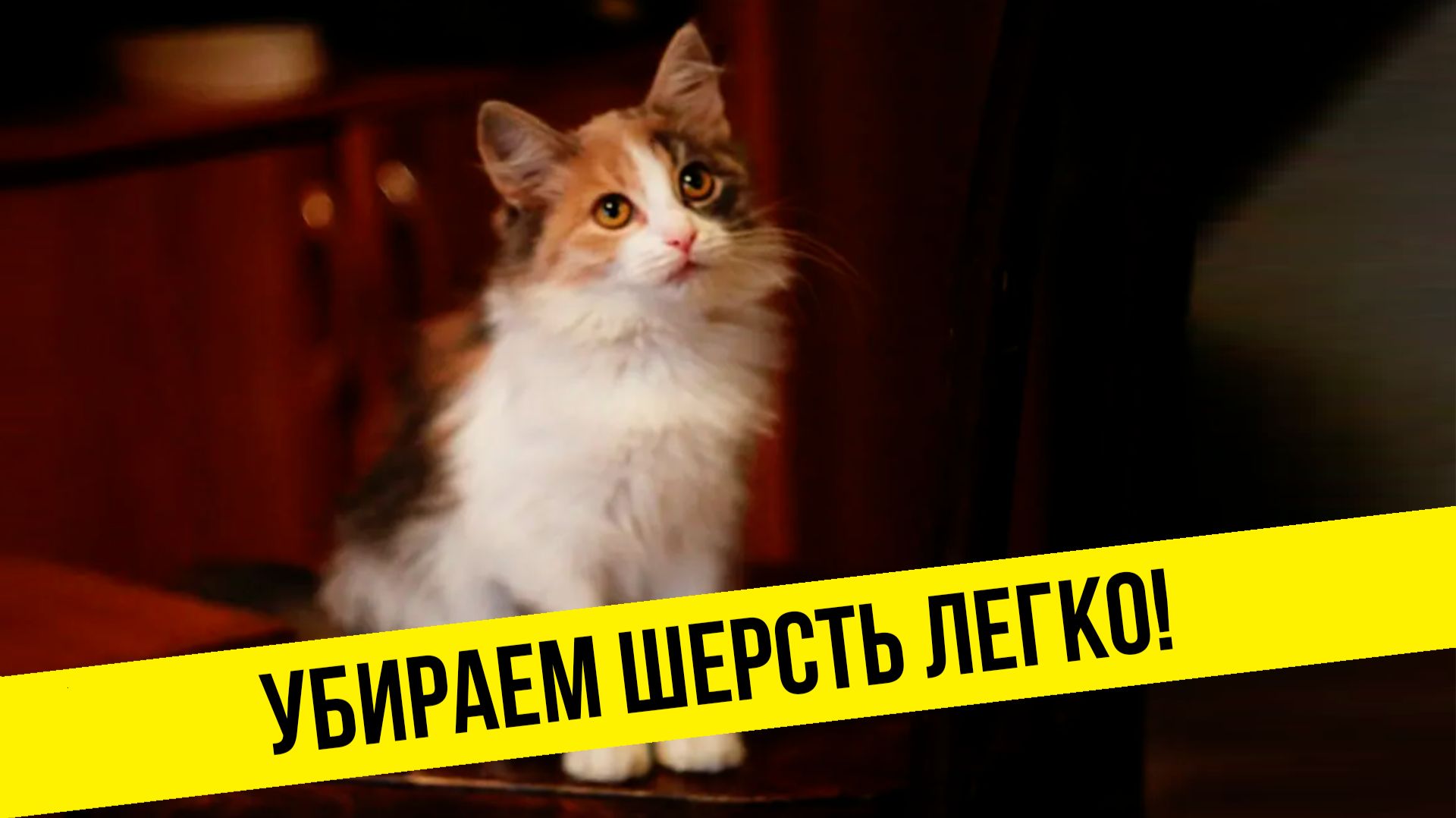 Чистим ковер от кошкиной шерсти тапками🤣