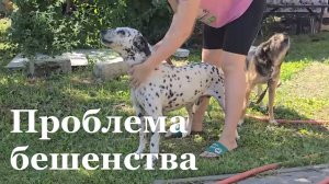 В ЛНР стартовала вакцинация животных против бешенства