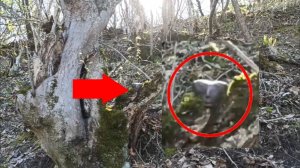Странные существа непохожие на известных дикие животные сняты