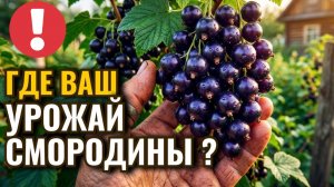Почему вы теряете 70% урожая смородины? Главная ошибка весны!