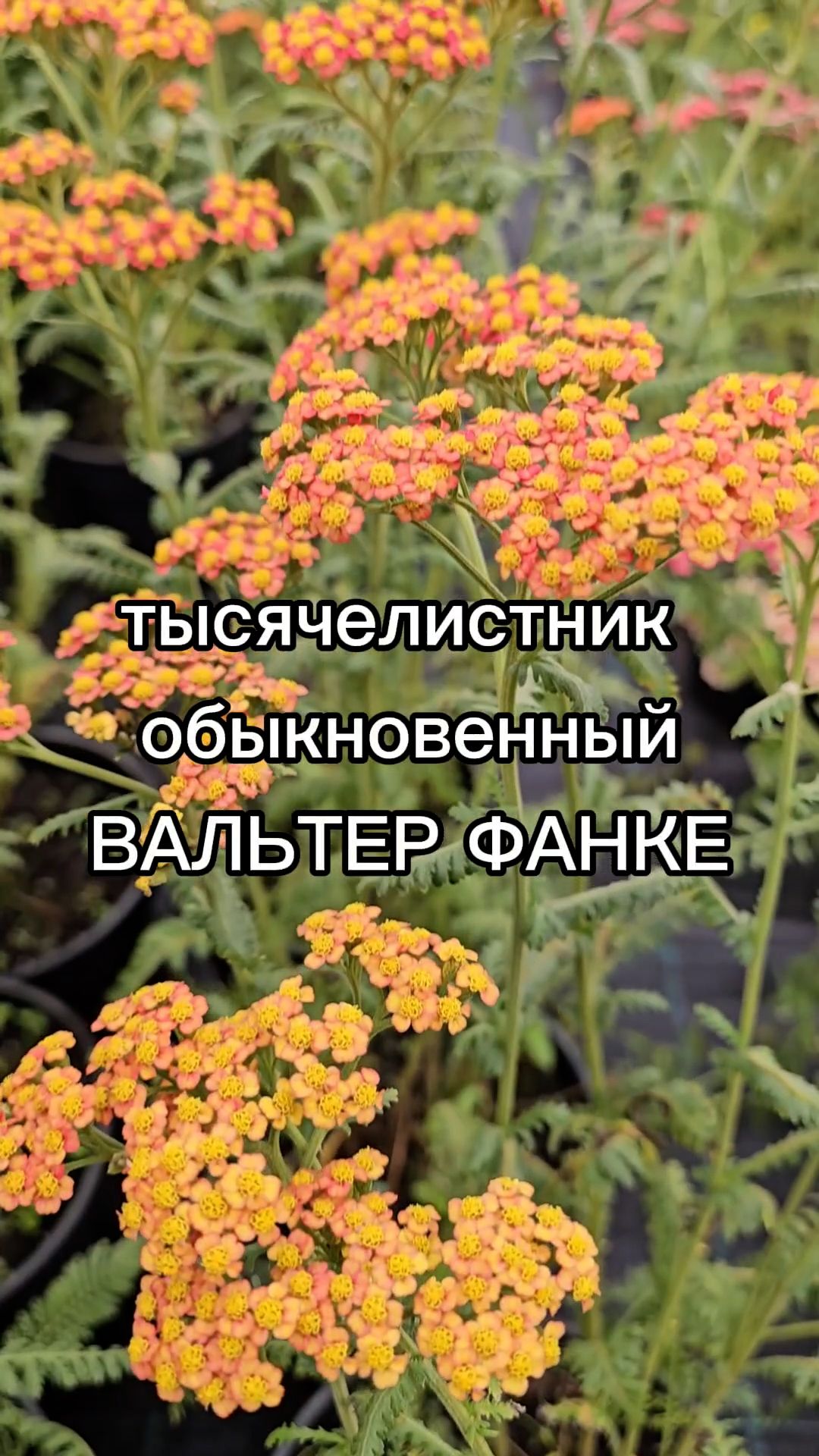 Неприхотливый многолетник для солнечного участка.