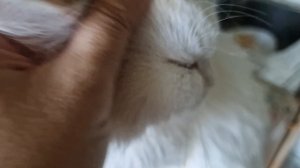 КОШЕЧКА СОНЯ🤗🥰💋💕