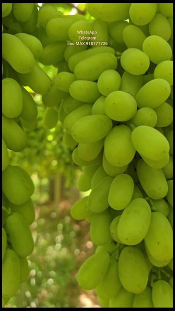 🍇 5 НАМУД АНГУРИ САФЕД 🍇
Ниҳол ва қаламчаҳои хушсифат бо кафолат омода мешаванд! 🌱
✅ Ширин ва сер