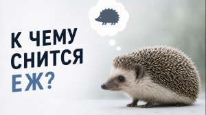 К чему снятся ежи женщинам и мужчинам полный разбор