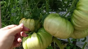 Сорт томата Сицилийское блюдо.11.08.2026
