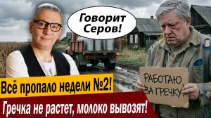 Всё пропало недели №2! Гречка не растет, молоко вывозят!