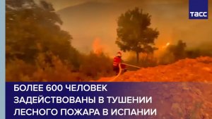 Более 600 человек задействованы в тушении лесного пожара в Испании