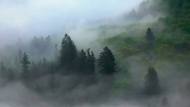 Природа животные и музыка для отдыха !!!