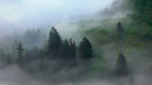 Природа животные и музыка для отдыха !!!