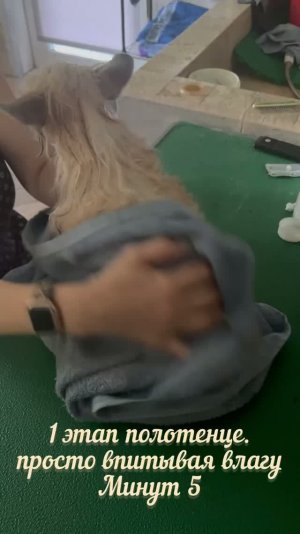 Сушим пуховую китайскую хохлатую.