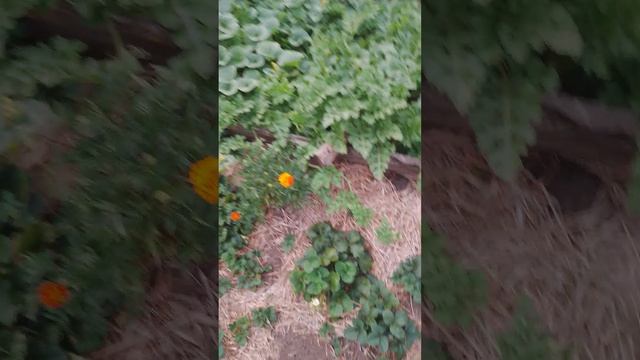 1000080204.mp4огород