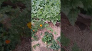 1000080204.mp4огород