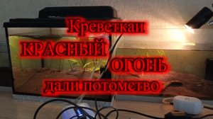 КРЕВЕТКА КРАСНЫЙ ОГОНЬ_(Neocaridina davidi var. «Fire Red»)_РАЗМНОЖЕНИЕ_ПОПОЛНЕНИЕ